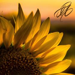 Sunflowers and Sunsets