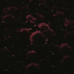 In the Middle of the Sea I Saw Your Face (Bell & Circuit Remix)