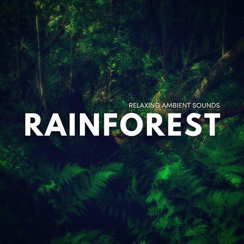 Relaxing Ambient Sounds: Rainforest