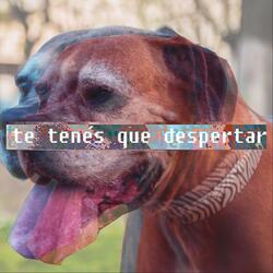 Te Tenés Que Despertar