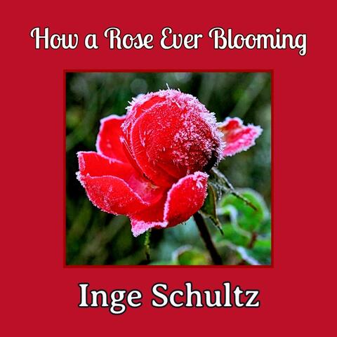 How a Rose Ever Blooming