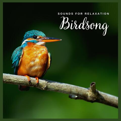 Sounds for Relaxation: Birdsong