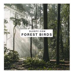 Forest Birds