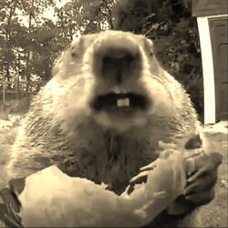 Roasted Groundhog Boogie