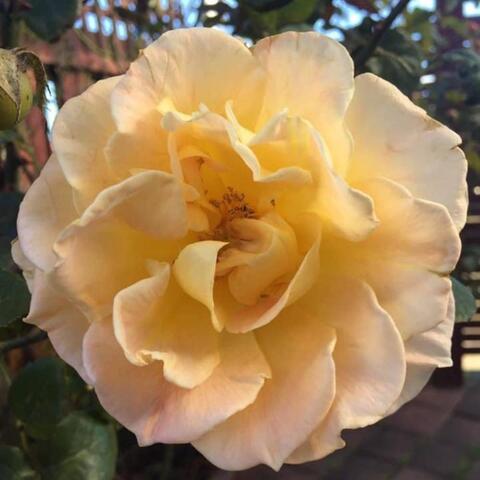 Yellow Rose (feat. Liv)