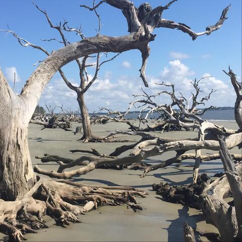 Driftwood (feat. Randy McLellan)