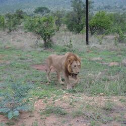 Lion Call