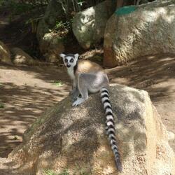 Ring-Tailed Lemurs (Anja Community Reserve, Madagascar)