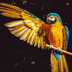 Arara Rara