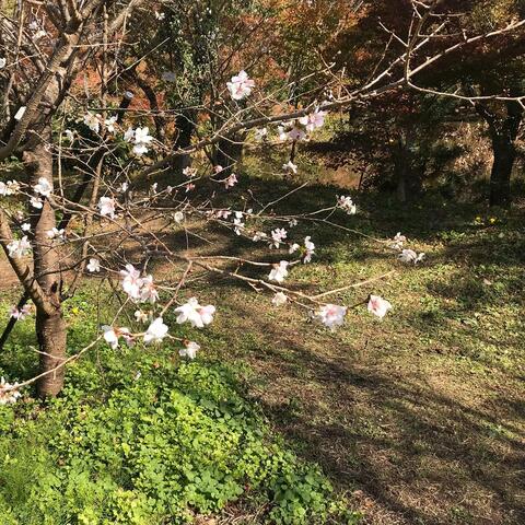 Winter Cherry Blossoms (Remastered)
