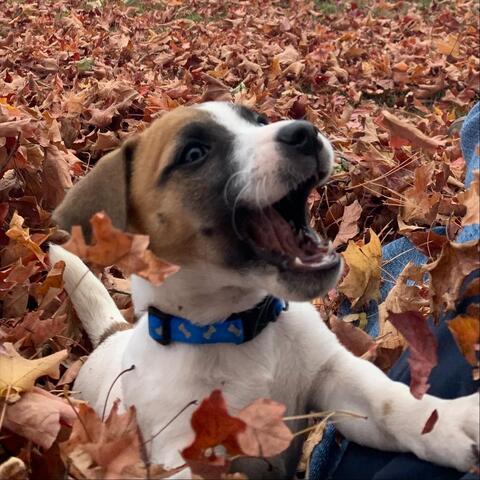 Baxter Bear