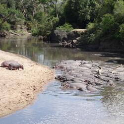 Hippopotamuses (Serengeti National Park, Tanzania)