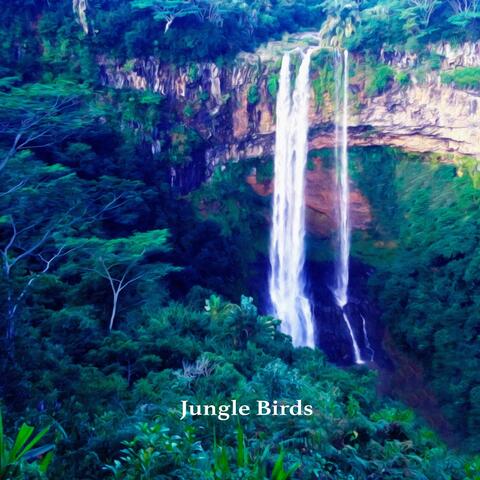Jungle Birds