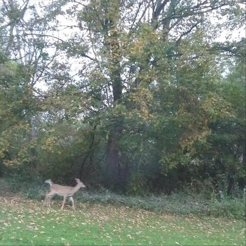 Deer Stomping Through the Woods