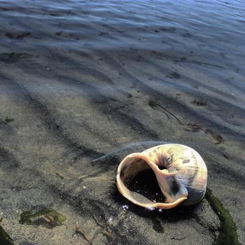 Sea Shells