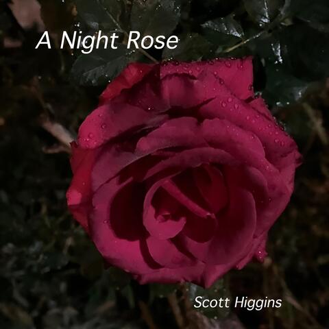 A Night Rose