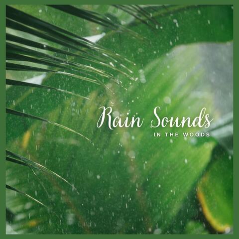 Rain Sounds in the Woods