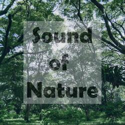 Sound of Nature