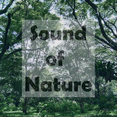 Sound of Nature