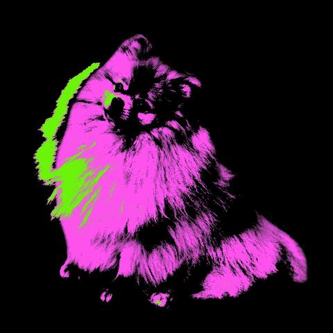 Pomeranian
