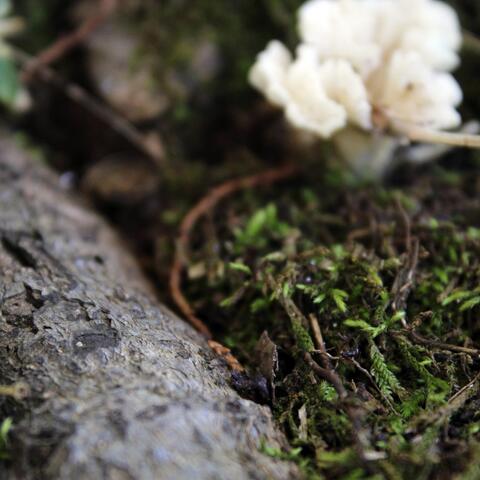 Meditations, Simple Songs & Odes to Creation