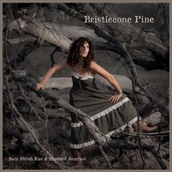 Bristlecone Pine