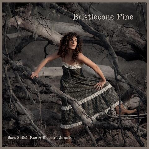 Bristlecone Pine