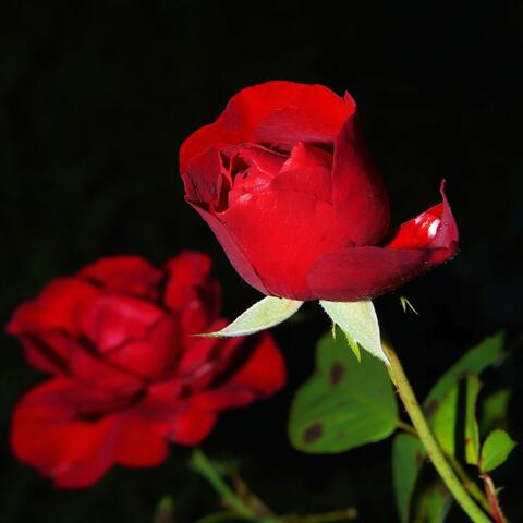 Roses for a Woman