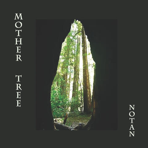 Mother Tree