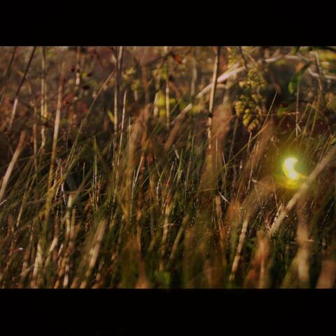 Glowbug