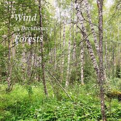 Late Summer Afternoon in a Dense Leafy Forest