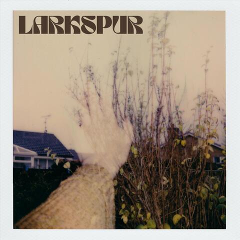 Larkspur