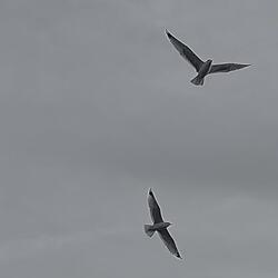 The Birds Will Wake Us