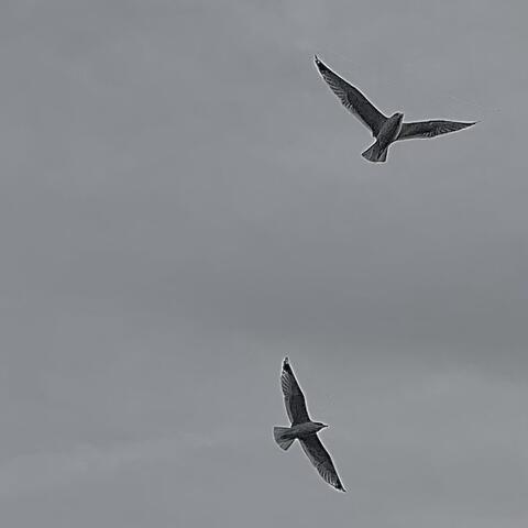 The Birds Will Wake Us