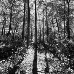 In a Dark Dark Wood