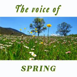 Relaxing Sounds of Spring with Bird Songs in the Forest