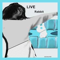 Rabbit Live (Live)