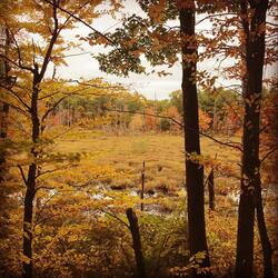 Interlude 1: Frogs and Toads