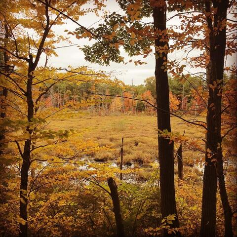 Interlude 1: Frogs and Toads