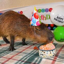 Capy Birthday