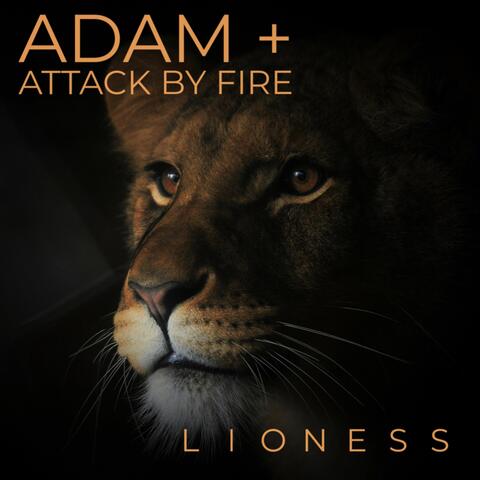 Lioness