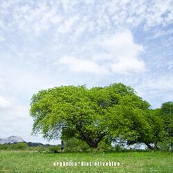 Looking Out My Backdoor