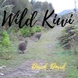 Wild Kiwi