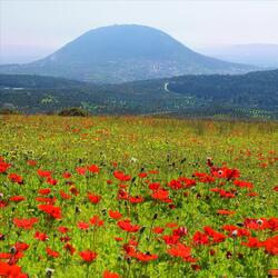 I Will Look Unto Jesus