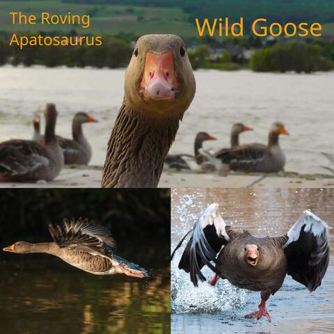 Wild Goose