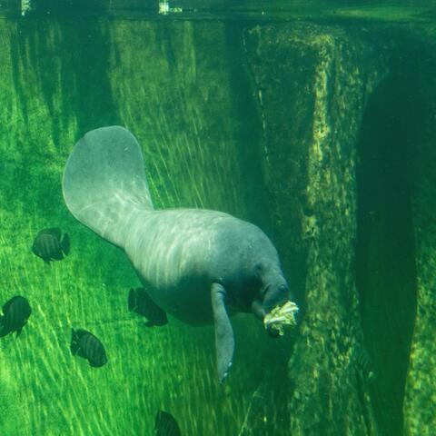 Aquatic Crimes