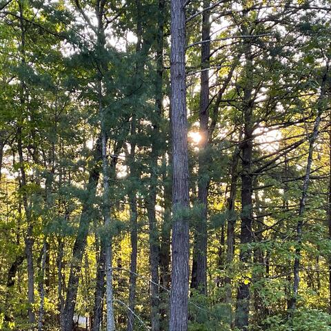 Lost in Morning Light