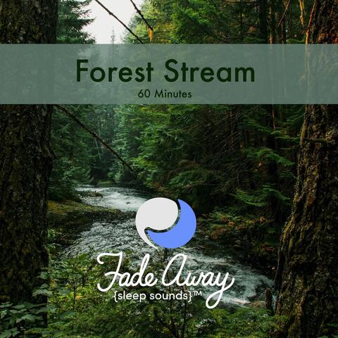 Forest Stream