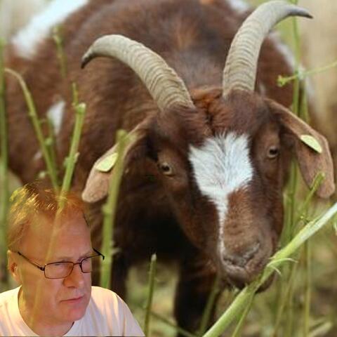 Frank Ludwig