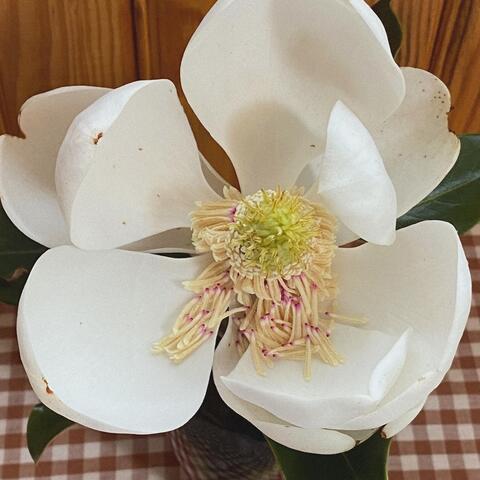 Magnolia